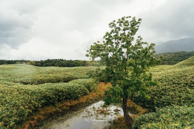 今天前往的是知床国立公园遭遇了极端的暴风雨天气风最大的时候车停在原地都在晃但仍有幸遇到了很多野生黑熊以及狐狸，浣熊，鹿等等其它小动物当我和他它们相遇时，中间没有任何栏杆或者铁丝网阻挡那种感觉真的是太奇妙了🤣今天前往的是知床国立公园遭遇了极端的暴风雨天气风最大的时候车停在原地都在晃但仍有幸遇到了很多野生黑熊以及狐狸，浣熊，鹿等等其它小动物当我和他它们相遇时，中间没有任何栏杆或者铁丝网阻挡那种感觉真的是太奇妙了🤣